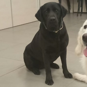 Bety, nuestra Perra de terapia