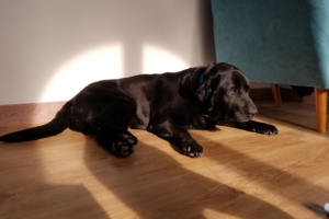 Bety, nuestra Perra de terapia