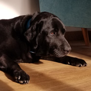 Bety, nuestra Perra de terapia